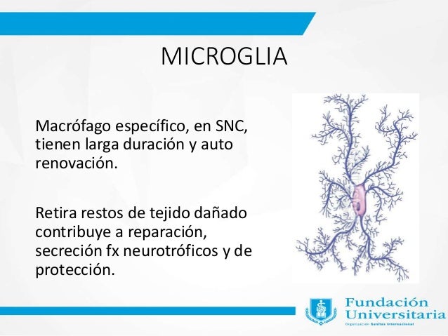 Psiconeuroinmunoendocrinologia Del Estres
