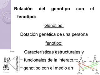 Relación     del      genotipo   con    el
 fenotipo:
               Genotipo:
  Dotación genética de una persona
                   fenotipo:
    Características estructurales y
    funcionales de la interacción del
    genotipo con el medio ambiente.
 