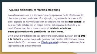 Algunos elementos cerebrales afectados
Las alteraciones en la orientación pueden provenir de la afectación de
diferentes partes cerebrales. Por ejemplo, la gestión de la orientación
en el espacio se ha vinculado con el funcionamiento del hipocampo, el
cual permite establecer un mapa mental del espacio. El tiempo y su
medición se vinculan a menudo con el estriado, el núcleo
supraquiasmático y la gestión de los biorritmos.
Un mal funcionamiento de las conexiones nerviosas que van del tálamo
a la corteza y viceversa puede generar que existan alteraciones como
la confabulación. Lesiones del lóbulo parietal también pueden explicar
la presencia de desorientación.
 