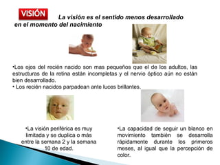 <ul><li>Los ojos del recién nacido son mas pequeños que el de los adultos, las estructuras de la retina están incompletas ...