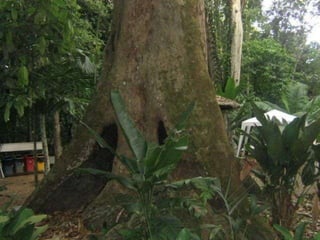 Anatalina Rodrigues da Silva