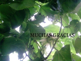 Por otra parte muchas veces también se confunden las demencias, de etiología orgánica, con las psicosis. De modo que se debe tener especial cuidado al hablar de estas enfermedades ya que son entidades muy diferentes y su evolución es, también, muy diferente.