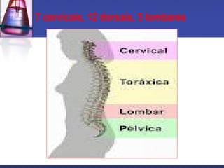 7 cervicais, 12 dorsais, 5 lombares
 