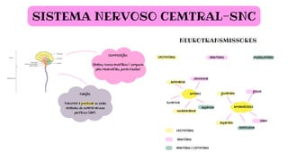 FUNÇÃO:
Transmitir e processar os sinais
recebidos do sistema nervoso
periférico (SNP).
COMPOSIÇÃO:
Cérebro, tronco encefálico ( composto
pelo mesencéfalo, ponte e bulbo)
MODULATÓRIO
SISTEMA NERVOSO CEMTRAL-SNC
NEUROTRANSMISSORES
EXCITATÓRIO INIBITÓRIO
AMINAS
AMINOÁCIDOS
adrenalina
serotonina
dopamina
noradrenalina
histamina
glutamato
glicina
aspartato
GABA
acetilcolina
EXCITATÓRIO
INIBITÓRIO
INIBITÓRIO E EXITATÓRIO
 