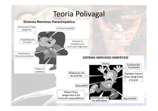 Teoria Polivagal
 