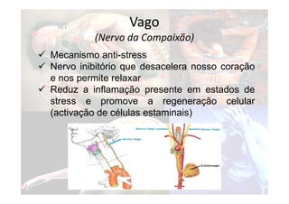  Mecanismo anti-stress
 Nervo inibitório que desacelera nosso coração
e nos permite relaxar
 Reduz a inflamação presente em estados de
stress e promove a regeneração celular
(activação de células estaminais)
Vago
(Nervo da Compaixão)
 