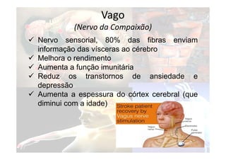  Nervo sensorial, 80% das fibras enviam
informação das vísceras ao cérebro
 Melhora o rendimento
 Aumenta a função imunitária
 Reduz os transtornos de ansiedade e
depressão
 Aumenta a espessura do córtex cerebral (que
diminui com a idade)
Vago
(Nervo da Compaixão)
 