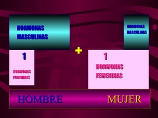 HOMBRE  MUJER 1 HORMONAS FEMENINAS 1 HORMONAS  FEMENINAS + HORMONAS MASCULINAS HORMONAS  MASCULINAS 