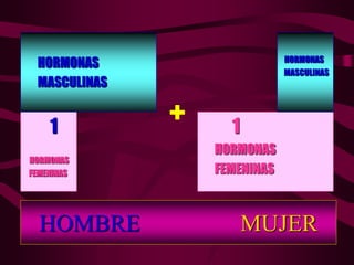 HOMBRE MUJER
1
HORMONAS
FEMENINAS
1
HORMONAS
FEMENINAS
+
HORMONAS
MASCULINAS
HORMONAS
MASCULINAS
 