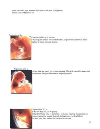 nasul, urechile, gura, separate de fosele nazale prin valul palatin,
   limba, toate sint la locul lor.




Saptamina a X a
                            Uterul se dubleaza in marime.
                            Fatul se poate uita cu ochii intredeschisi, isi poate misca limba si poate
                            inghiti, isi poate incrunta fruntea.




     Saptamina a XI a
                              Acum fatul are cam 4 cm. Apare urinarea. Miscarile muschilor devin mai
                              coordonate. Incep sa functioneze mugurii gustativi.




                              Saptamina a XII a
                              Fãtul are deja cca. 30 de grame.
                              Fãtul doarme iar cind se trezeste isi exerseaza puternic musculatura: isi
                              intoarce capul, isi indoaie degetele de la picioare, isi deschide si
                              inchide gura, face sarituri, incearca sa stea in cap.
                                                                                                          11
 