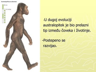-U

dugoj evoluciji
australopitek je bio prelazni
tip izmeĎu čoveka i životinje.

-Postepeno se
razvijao.

 