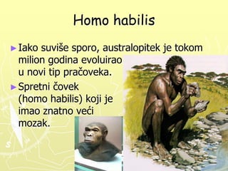 Homo habilis
► Iako

suviše sporo, australopitek je tokom
milion godina evoluirao
u novi tip pračoveka.
► Spretni čovek
(homo habilis) koji je
imao znatno veći
mozak.

 
