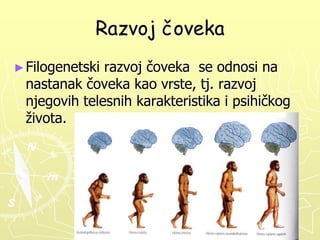 Razvoj čoveka
► Filogenetski

razvoj čoveka se odnosi na
nastanak čoveka kao vrste, tj. razvoj
njegovih telesnih karakteristika i psihičkog
života.

 