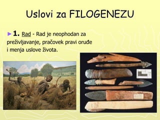 Uslovi za FILOGENEZU
► 1. Rad - Rad je neophodan za
preživljavanje, pračovek pravi oruĎe
i menja uslove života.

 