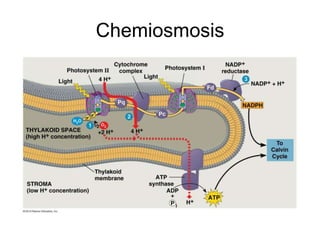 Chemiosmosis
 