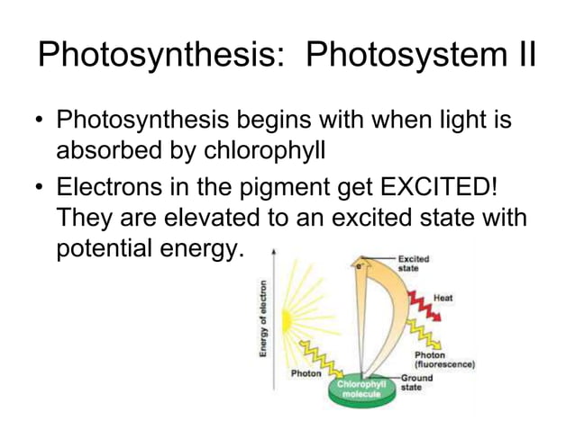 PSII and PSI.ppt | Chemistry | Science