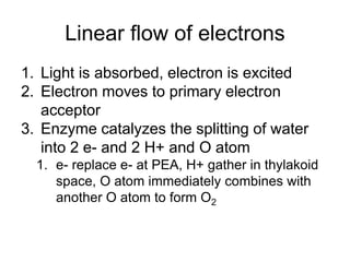 Linear flow of electrons
1. Light is absorbed, electron is excited
2. Electron moves to primary electron
acceptor
3. Enzyme catalyzes the splitting of water
into 2 e- and 2 H+ and O atom
1. e- replace e- at PEA, H+ gather in thylakoid
space, O atom immediately combines with
another O atom to form O2
 