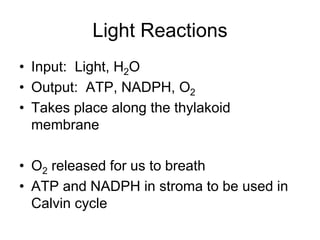 Light Reactions
• Input: Light, H2O
• Output: ATP, NADPH, O2
• Takes place along the thylakoid
membrane
• O2 released for us to breath
• ATP and NADPH in stroma to be used in
Calvin cycle
 