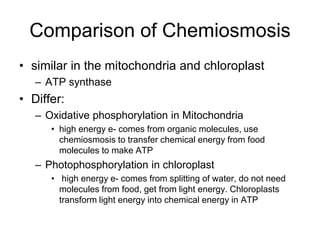 Comparison of Chemiosmosis
• similar in the mitochondria and chloroplast
– ATP synthase
• Differ:
– Oxidative phosphorylation in Mitochondria
• high energy e- comes from organic molecules, use
chemiosmosis to transfer chemical energy from food
molecules to make ATP
– Photophosphorylation in chloroplast
• high energy e- comes from splitting of water, do not need
molecules from food, get from light energy. Chloroplasts
transform light energy into chemical energy in ATP
 