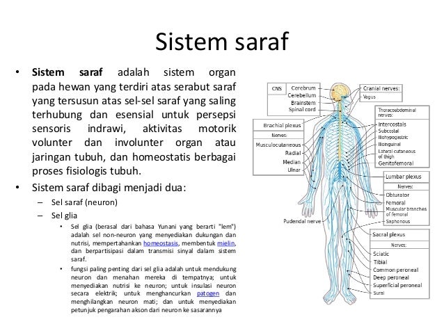 sistem saraf pusat