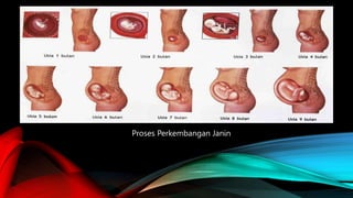 Proses Perkembangan Janin
 