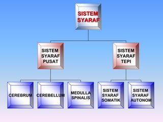 SISTEM
SYARAF
SISTEM
SYARAF
PUSAT
SISTEM
SYARAF
TEPI
CEREBRUM
MEDULLA
SPINALIS
CEREBELLUM
SISTEM
SYARAF
SOMATIK
SISTEM
SYARAF
AUTONOM
 