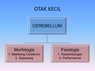 OTAK KECIL
CEREBELLUM
Morfologis
1. Belakang Cerebrum
2. Sepasang
Fisiologis
1. Keseimbangan
2. Performance
 