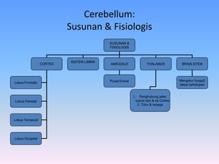 Cerebellum:
Susunan & Fisiologis
SUSUNAN &
FISIOLOGIS
CORTEX
SISTEM LIMBIK
AMIGDALE THALAMUS BRAIN STEM
Lobus Parietal
Lobus Frontalis
Lobus Temporal
Lobus Occipital
1. Penghubung jalan
syaraf dari & ke Cortex
2. Tidur & terjaga
Mengatur fungsi2
dasar kehidupan
Pusat Emosi
 