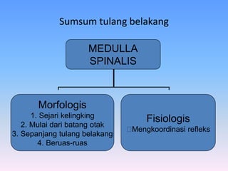 Sumsum tulang belakang
MEDULLA
SPINALIS
Morfologis
1. Sejari kelingking
2. Mulai dari batang otak
3. Sepanjang tulang belakang
4. Beruas-ruas
Fisiologis

Mengkoordinasi refleks
 