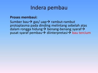 Indera pembau
Proses membaui:
Sumber bau gas/ uap rambut-rambut
protoplasma pada dinding melintang sebelah atas
dalam rongga hidung benang-benang syaraf
pusat syaraf pembau diinterpretasi bau tercium
 