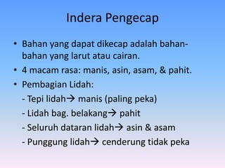 Indera Pengecap
• Bahan yang dapat dikecap adalah bahan-
bahan yang larut atau cairan.
• 4 macam rasa: manis, asin, asam, & pahit.
• Pembagian Lidah:
- Tepi lidah manis (paling peka)
- Lidah bag. belakang pahit
- Seluruh dataran lidah asin & asam
- Punggung lidah cenderung tidak peka
 