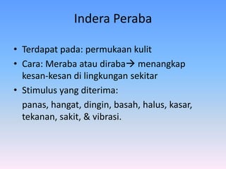 Indera Peraba
• Terdapat pada: permukaan kulit
• Cara: Meraba atau diraba menangkap
kesan-kesan di lingkungan sekitar
• Stimulus yang diterima:
panas, hangat, dingin, basah, halus, kasar,
tekanan, sakit, & vibrasi.
 