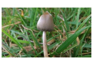  Psilocybe Cyanescens to Psilocybe Azurescens A closer look at some of the most potent magic mushrooms.