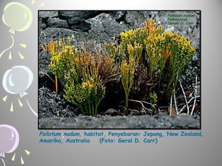 Psilotum nudum, habitat, Penyebaran: Jepang, New Zealand,
Amarika, Australia
(Foto: Geral D. Carr)

 