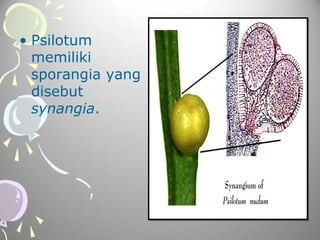 • Psilotum
memiliki
sporangia yang
disebut
synangia.

 