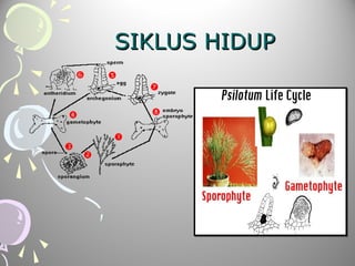 SIKLUS HIDUP

 