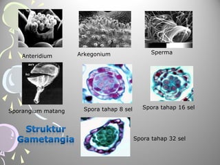 Anteridium

Sporangium matang

Arkegonium

Spora tahap 8 sel

Sperma

Spora tahap 16 sel

Spora tahap 32 sel

 