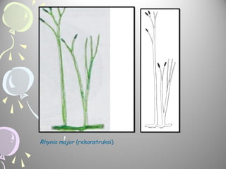 Rhynia major (rekonstruksi)

 