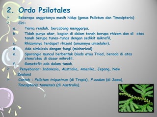 2. Ordo Psilotales



Beberapa anggotanya masih hidup (genus Psilotum dan Tmesipteris)
Ciri:
a.
Terna rendah, bercabang menggarpu,
b.
Tidak punya akar, bagian di dalam tanah berupa rhizom dan di atas
tanah berupa tunas-tunas dengan sedikit mikrofil,
c.
Rhizomnya terdapat rhizoid (umumnya uniseluler),
d.
e.

Ada simbiosis dengan fungi (michorizal).
Sporangia muncul berbentuk Diads atau Triad, berada di atas
stem/atau di dasar mikrofil.
f.
Gametofit ada dalam tanah.

Penyebaran: Indonesia, Australia, Amerika, Jepang, New
Zealand

Contoh : Psilotum triquetrum (di Tropis), P.nodum (di Jawa),
Tmesipteris tannensis (di Australia).

 