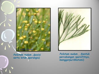 Psilotum nudum ,(posisi
serta letak sporangia)

Psilotum nudum , (bentuk
percabangan sporofitnya,
menggarpu/dikotomi)

 