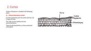 2: Cortex
Cortex of Psilotum is divided into following
parts.
a) Chlorenchymatous cortex
It is the outermost part of cortex and has 2 to
5 layers of cells.
The cells are thin walled and are
parenchymatous .
They are photosynthetic as they contained
chloroplast.
 
