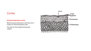 Cortex
b) Seclerenchymatous cortex
Below the parenchymatous cells there are 2-
4 layers of sclerenchymatous cells .
The cells are thick walled and provide
support
 