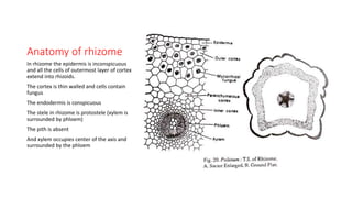 Anatomy of rhizome
In rhizome the epidermis is inconspicuous
and all the cells of outermost layer of cortex
extend into rhizoids.
The cortex is thin walled and cells contain
fungus
The endodermis is conspicuous
The stele in rhizome is protostele (xylem is
surrounded by phloem)
The pith is absent
And xylem occupies center of the axis and
surrounded by the phloem
 