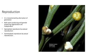 Reproduction
• It is characterized by alternation of
generation
• Both spore producing and gamete
producing regeneration are
independent
• Sporophyte reproduces by asexual
reproduction
• Gametophyte reproduces by sexual
reproduction
 