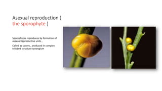 Asexual reproduction (
the sporophyte )
Sporophytes reproduces by formation of
asexual reproductive units ,
Called as spores , produced in complex
trilobed structure synangium
 