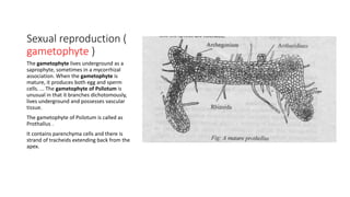 Sexual reproduction (
gametophyte )
The gametophyte lives underground as a
saprophyte, sometimes in a mycorrhizal
association. When the gametophyte is
mature, it produces both egg and sperm
cells. ... The gametophyte of Psilotum is
unusual in that it branches dichotomously,
lives underground and possesses vascular
tissue.
The gametophyte of Psilotum is called as
Prothallus .
It contains parenchyma cells and there is
strand of tracheids extending back from the
apex.
 