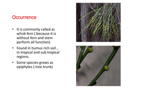 Occurrence
• It is commonly called as
whisk fern ( because it is
without fern and stem
perform all function)
• Found in humus rich soil ,
in tropical and sub tropical
regions.
• Some species grows as
epiphytes ( tree trunk)
 
