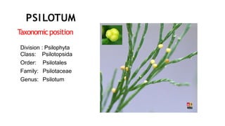 T
axonomicposition
Division : Psilophyta
Class:
Order:
Family:
Genus:
Psilotopsida
Psilotales
Psilotaceae
Psilotum
PSILOTUM
 
