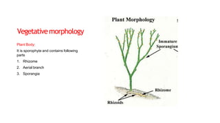 Vegetativemorphology
Plant Body:
It is sporophyte and contains following
parts
1. Rhizome
2. Aerial branch
3. Sporangia
 