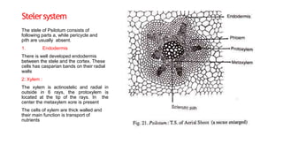 Stelersystem
The stele of Psilotum consists of
following parts a, while pericycle and
pith are usually absent.
1. Endodermis
There is well developed endodermis
between the stele and the cortex. These
cells has casparian bands on their radial
walls
2: Xylem :
The xylem is actinostelic and radial in
outside in 6 rays, the protoxylem is
located at the tip of the rays. In the
center the metaxylem xore is present
The cells of xylem are thick walled and
their main function is transport of
nutrients
 